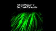 Potential Discovery of New Protein Therapeutics