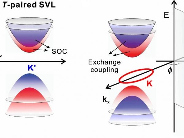圖 2 (a) T-paired SVL 和 (b) C-paired SVL 的自旋劈裂能帶。
